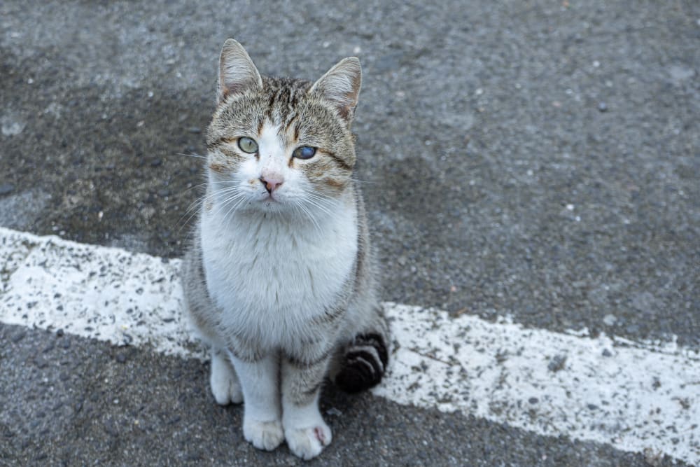 Cataracts in Cats, Brookhaven Vets