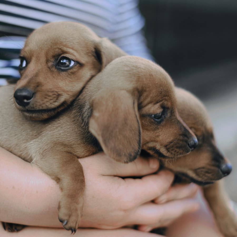 North Brookhaven Veterinary Hospital in Brookhaven