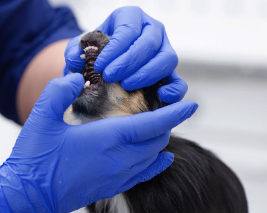 Dog Receiving Pet Dental Treatment in Brookhaven